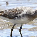 Greytailed Tattler with blue flag from Japan<br />Canon EOS 7D + EF300 F2.8L III + EF1.4xII